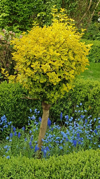 Euonymus fortunei "Emerald'n Gold" - (Gelbbunte Kriechspindel),